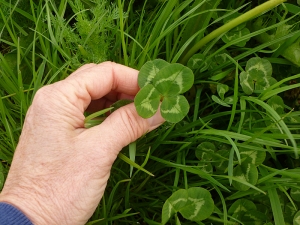 genuine (no tricks, promise) 4 leafed clover found on last walk
